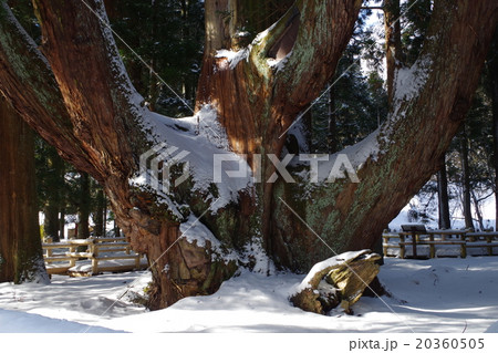 阿賀町　将軍杉 20360505