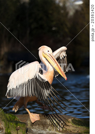rare Spot-billed pelican, Pelecanus philippensisin rare Spot-billed pelican, Pelecanus philippensisin 20361420