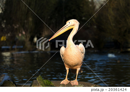 rare Spot-billed pelican, Pelecanus philippensisin rare Spot-billed pelican, Pelecanus philippensisin 20361424