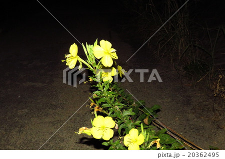 野の花：めまつよいぐさ （雌待宵草）あかばな科 20362495