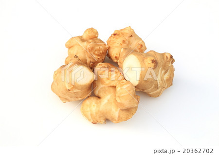 キクイモ 20362702