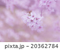 桜 20362784