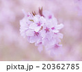 桜 20362785
