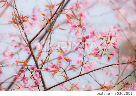 Beautiful pink cherry blossom (Sakura) flower. 20362891