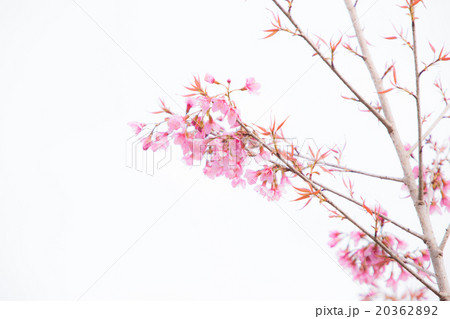 Beautiful pink cherry blossom (Sakura) flower. 20362892
