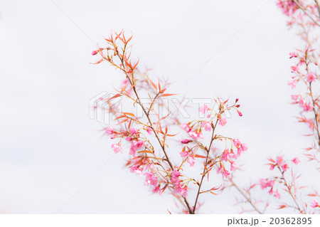 Beautiful pink cherry blossom (Sakura) flower. 20362895