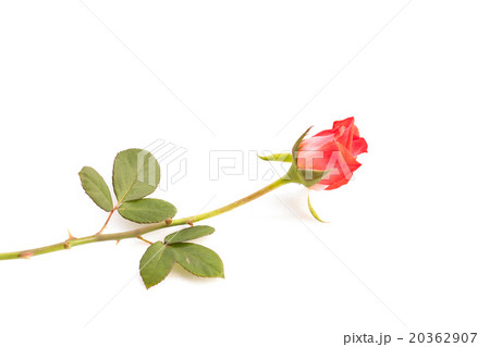 Rose on white background. Rose on white background. 20362907