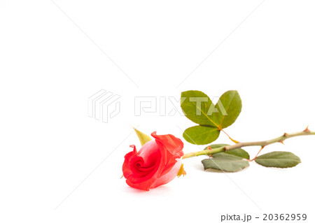 Rose on white background. 20362959