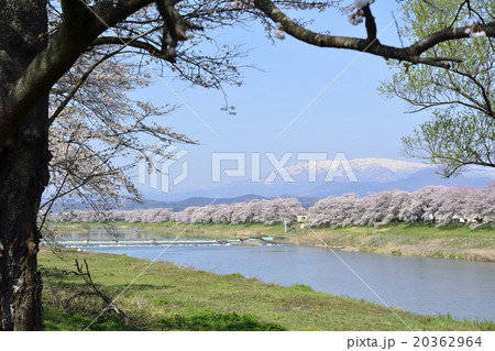 宮城県柴田郡大河原町の一目千本桜の風景 20362964