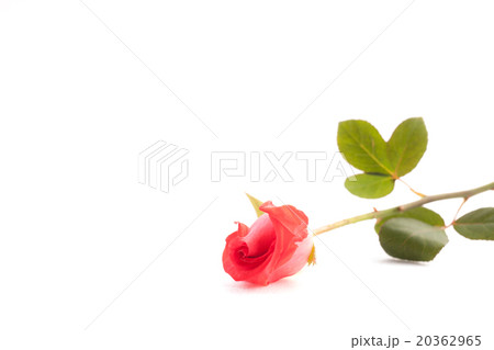 Rose on white background. 20362965