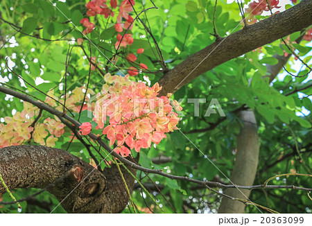 レインボーシャワーツリーの写真素材 レインボーシャワーツリーの写真素材