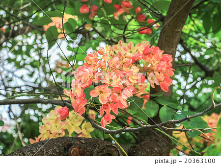 レインボーシャワーツリーの写真素材 レインボーシャワーツリーの写真素材