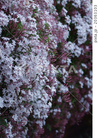 羽衣素馨　ハゴロモジャスミンと申します。い～い香です。 20363103