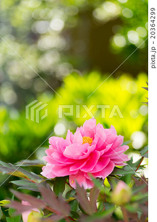 春の日差しに透き通る花びらが輝く鮮やかで気品のある豪華な牡丹 春の日差しに透き通る花びらが輝く鮮やかで気品のある豪華な牡丹 20364299