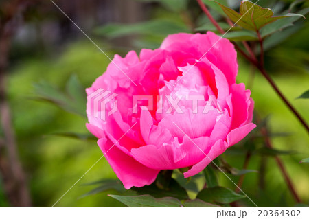 春の日差しに透き通る花びらが輝く鮮やかで気品のある豪華な牡丹 20364302