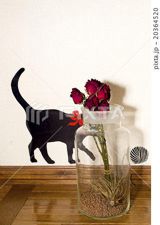 黒猫と薔薇の写真素材 3645