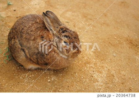 牛久浄苑のウサギ 20364738
