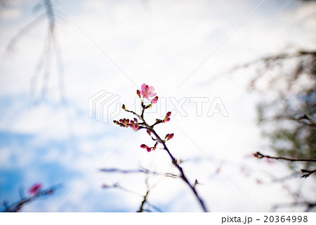 緋寒桜、沖縄、日本。 緋寒桜、沖縄、日本。 20364998