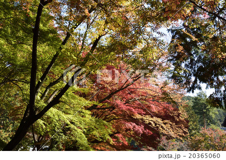 南禅寺の紅葉 20365060