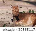 ヤクシカ（井の頭動物園） 20365117