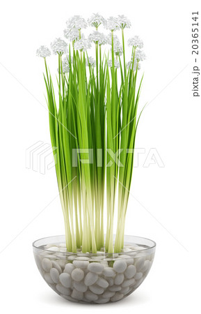 flowers in glass vase isolated on white background 20365141
