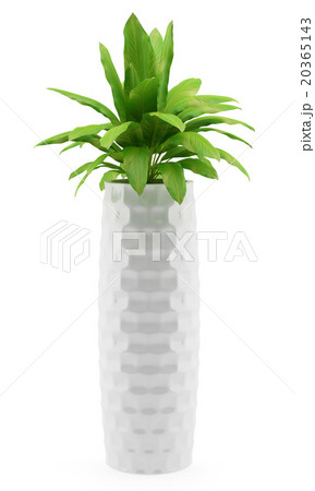 houseplant in pot isolated on white background 20365143