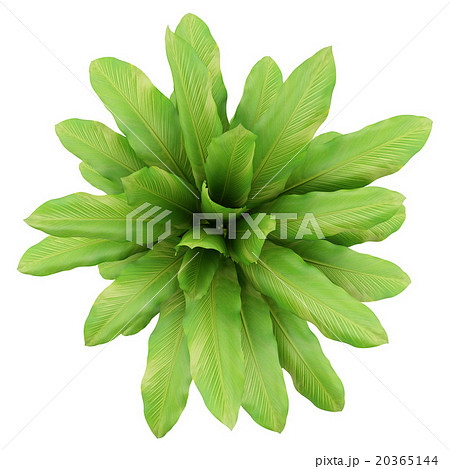 top view of houseplant in pot isolated on white 20365144