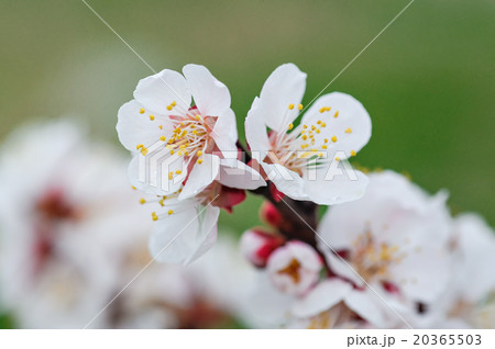 Beautiful branch of a blossoming tree close-up Beautiful branch of a blossoming tree close-up 20365503