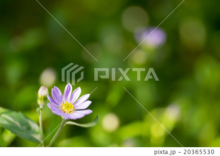 春の日差しに透き通る花びらが輝く華やかで可憐なミヤコワスレ 20365530