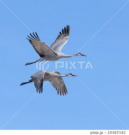 Sandhill Cranes in flight 20365582