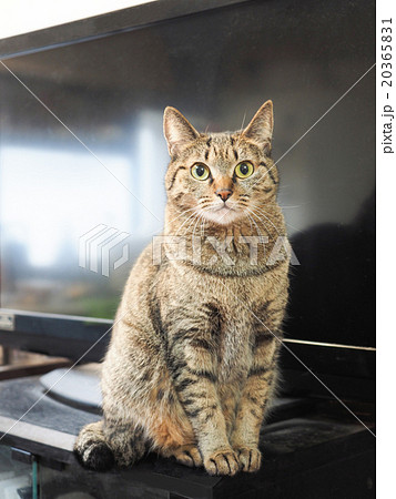 テレビの前に座る猫の写真素材 3651