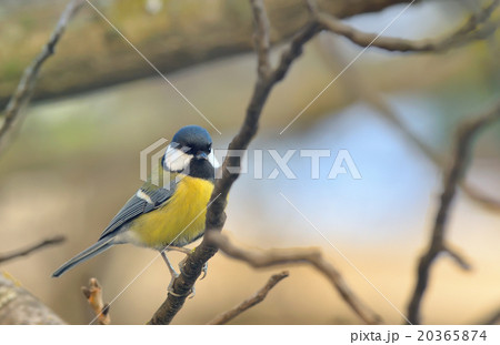 Great Tit (Parus major) 20365874