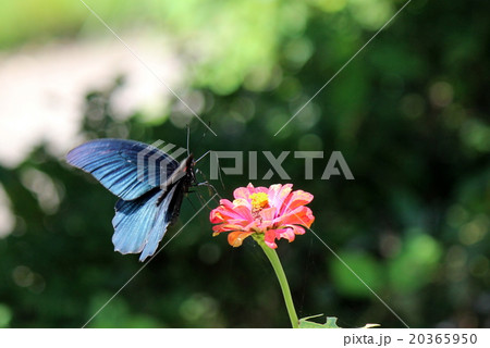 ナガサキアゲハ 20365950