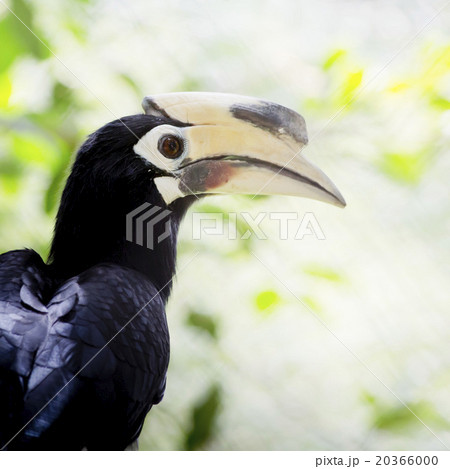 Southern pied-hornbill or Asian Pied-hornbill, 20366000