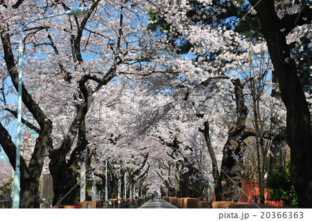青山霊園の桜並木 青山霊園の桜並木 20366363