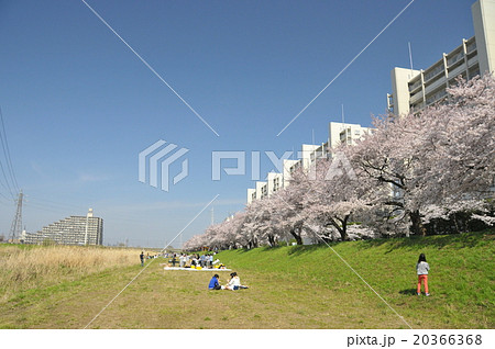 河川敷の桜並木 河川敷の桜並木 20366368