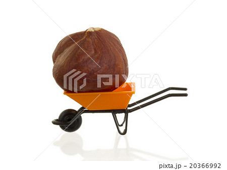 Orange wheelbarrow (miniature) with a hazelnut 20366992