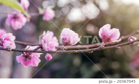 pink cherry blossom flowers, (Vintage color). pink cherry blossom flowers, (Vintage color). 20367045