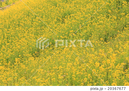 千葉の菜の花畑の画像 写真 の写真素材