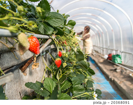 苺狩り 作業 苺狩り 作業 20368091