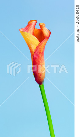 Orange Calla Lily Flower 20368419