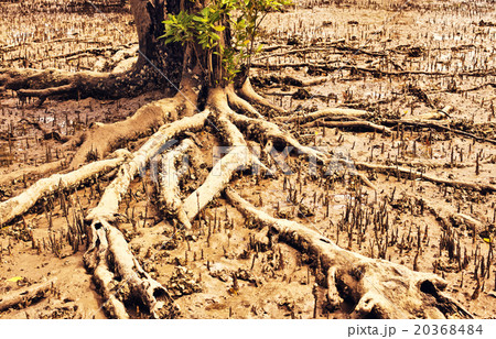Thai Mangrove Swamp Thai Mangrove Swamp 20368484