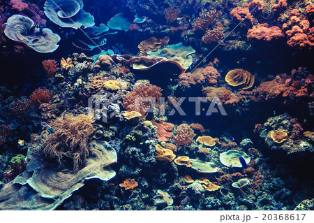 Tropical Aquarium with Small Fishes and Corals Tropical Aquarium with Small Fishes and Corals 20368617