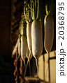大根干し 20368795