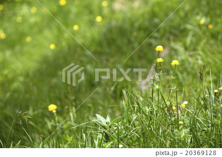 Buttercups on a meadow Buttercups on a meadow 20369128