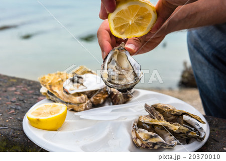 Male hand holding oysters 20370010