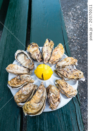 A dozen oysters on a plastic plate 20370011