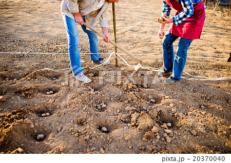 Unrecognizable senior couple planting potatoes in Unrecognizable senior couple planting potatoes in 20370040