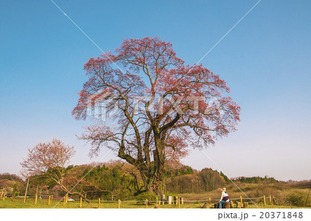 塩ノ崎の大桜の写真素材