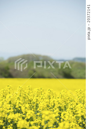 菜の花畑 20372141